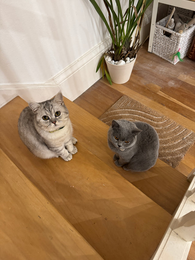 Pet Sculpture Portrait in Clay Workshop